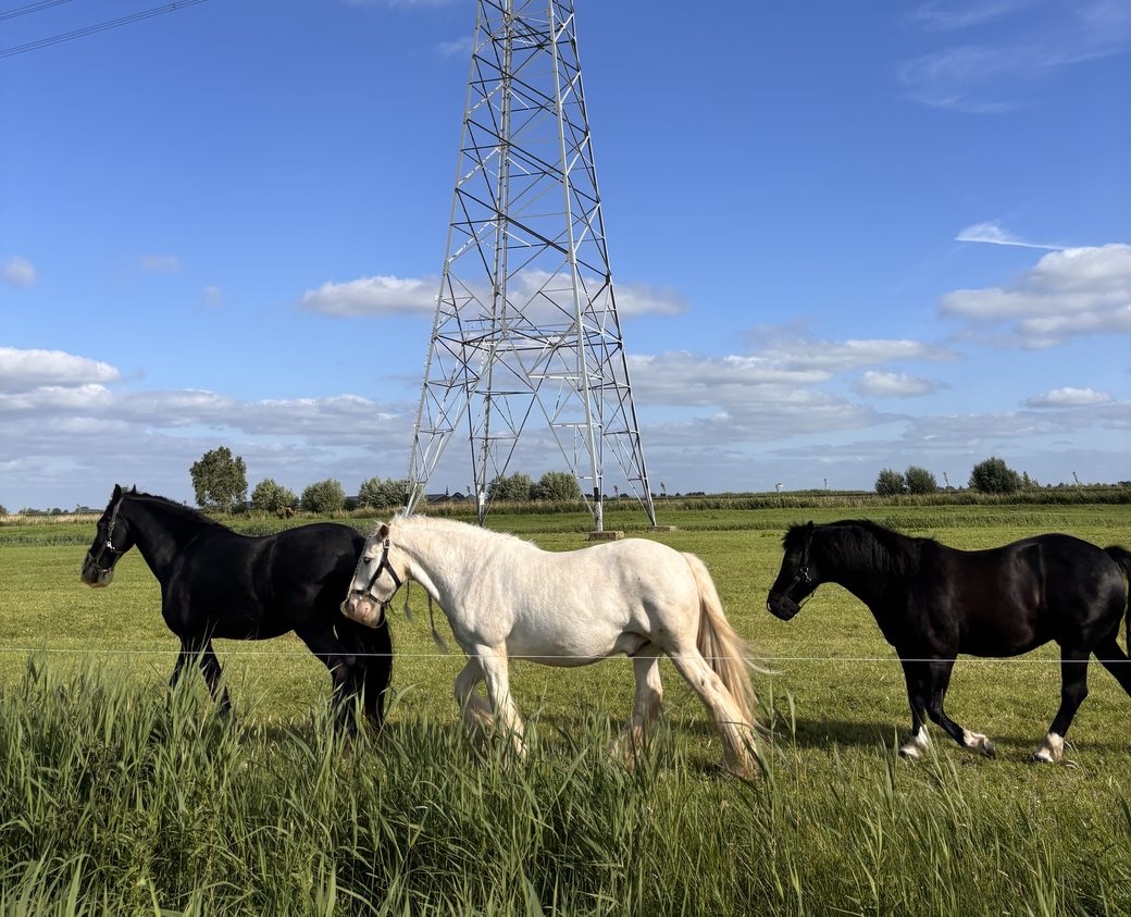 Paarden in de wei onder een bestaande hoogspanningsmast bij Leeuwarden